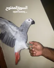  4 Very friendly African grey with paper