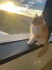  6 قطط شيرازي للبيع