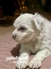  4 Pitbull and Maltese dog for sale