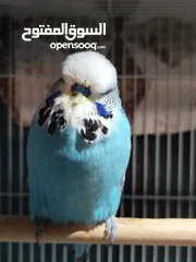  2 للبيع جوز انغلش حجم حلو