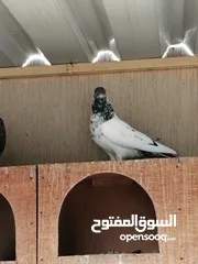  12 Special price for 40 pigeons all 600 AED
