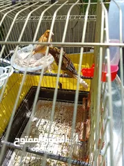  7 جوز جاهزات أهالي فراخ الذكر كرزي