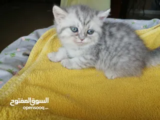  2 ذكر سلفر تابي  هملايا بيرشن  نضافه وصحه شعر طويل مميز