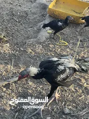  2 ديكه باكستاني