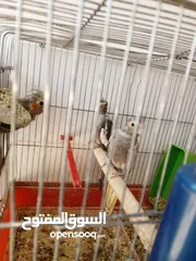  1 لعشاق الزق اليدوي