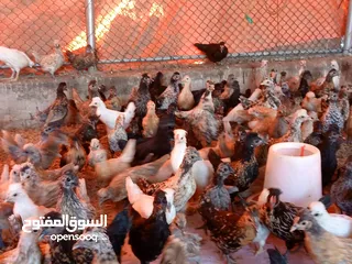  5 دجاج الكويتي