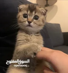  2 SCOTTISH FOLD KITTEN