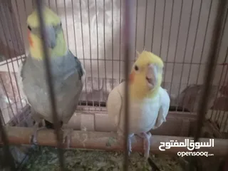  2 كوكتيل اليف