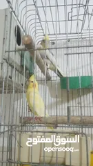  3 جوز دره شغالات انتاج
