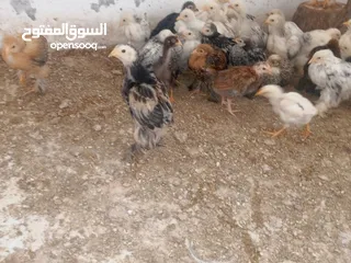  1 صيصان براهمي. بف
