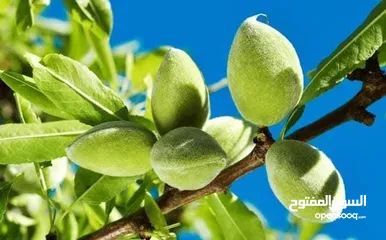  16 الأشجار المثمرة والزينة تجمع بين الجمال والفائدة، تنسيق وصيانة الحدائق الداخليه والخارجية