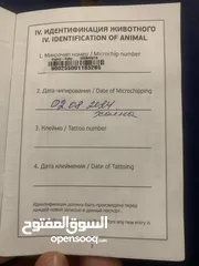 9 كلب للبيع في عمان الجاردنز