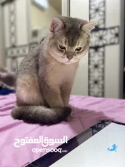  1 قطه ذكر سكوتش فولد لعوب ومرح وغير مؤذي