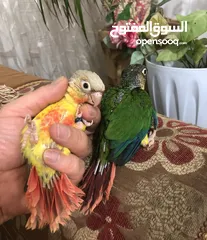  1 فراخ جرين شيك اليفه اقرأ تفاصيل زق يدوي اليفات تركواز  واناناس  ونورمال محجلات من انتاجي