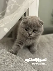  8 British short-hair and Scottish fold kittens — قطط بريتيش شورت هير وسكوتيش فولد