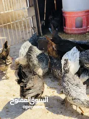  6 19 فرحه  بصلات علا النبي