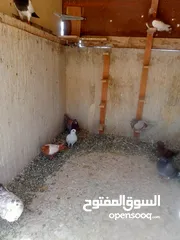  9 حمام كش وزق للبيع او للبدل على عصفير