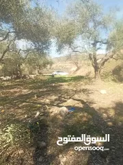  3 ارض زراعيه في بلعا دير الغصون