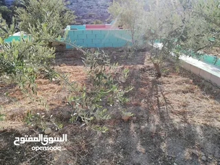  5 مزرعه للبيع