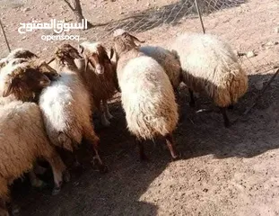  8 نبدأ بصلاة عل رسول الله  عرووووض   -عرووووض-عروووض  بمناسبة عيد الاضحى المبارك