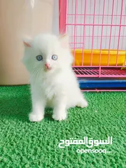  1 قطط  هملاية و شرازي  مستوى علي