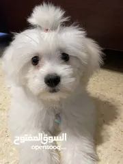  6 فرينش تيرير  صغير وذكي للبيع - عمره 4 شهور
