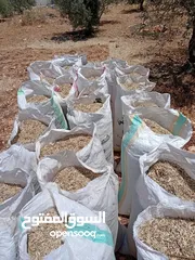  3 تبن قمح وتبن فول