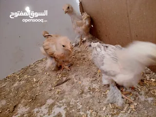  8 صيصان براهمي. عمر  شهر 5 ايام