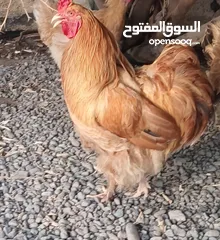  2 دجاج كوشن وباكستان للبيع