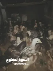  2 فراخ بناديق باكستاني