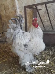  1 جاجه كوبرا راقده