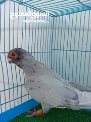  5 متاح فحل قرقاطي وطيره مصريه حمره شغالات