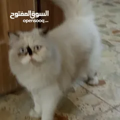  8 قطة هملايا للبيع