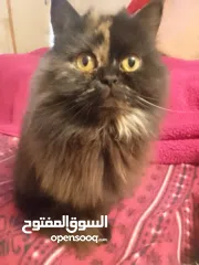  1 قطھ انثى للبيع