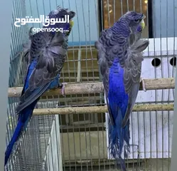  1 فراخ بلاك فيس  اللوان مميزه