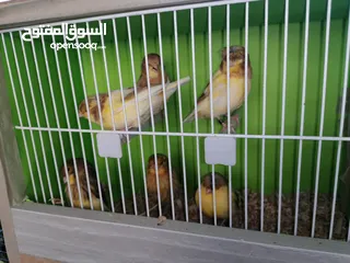  10 جلوستر مخاليف جلوستر..............