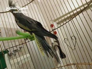  2 عصفور كوكتيل حبشي