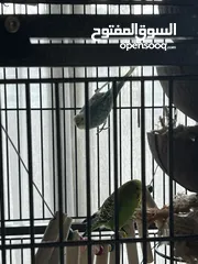  1 Big beautiful cage including 2 budgies male and female