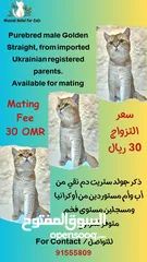  18 كيتنز جولد أوكراني... كيتنز سيلفر شيدد...  ويتوفر لدينا ذكور  للتزاوج...  ويتوفر أيضا فندقة للقطط