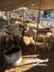  1 أضاحي بلدي/ روماني