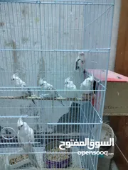  4 طيور الكوكتيل