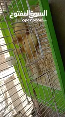  4 بطتين صغار للبيع