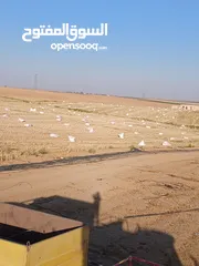  1 تبن قمح للبيع عترابو