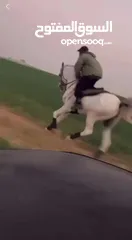  4 خيل فحل للبيع