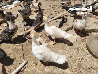  4 بطط مرتب لحم خرافي لانه مهتمين بغذائه يوجد أحجام مختلفه + يوجد حجل لحم مرتب + بيض بط+ بيض حجل
