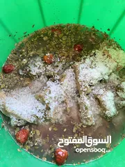  3 مالح جيذر // زعتر فلفل