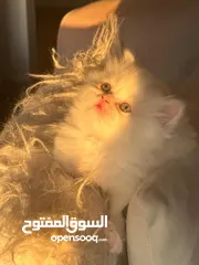  4 قط شيرازي فصيل بيور عمر شهرين