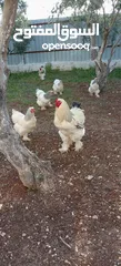  6 بيض دجاج براهما رزي