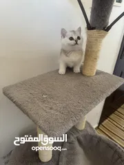  22 سكوتش تريبل فولد وستريت