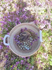  4 بيض سمان بلدي - طازج ونظيف من مزارعنا